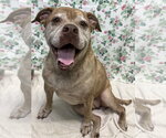Small Bulldog Mix