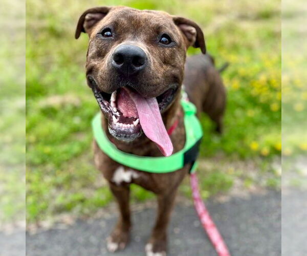 Medium Photo #16 Mutt Puppy For Sale in Canton, CT, USA