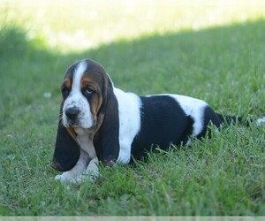 Medium Basset Hound