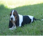 Puppy Dolly Basset Hound