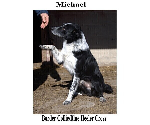 Medium Photo #1 Australian Cattle Dog-Border Collie Mix Puppy For Sale in CLARE, MI, USA