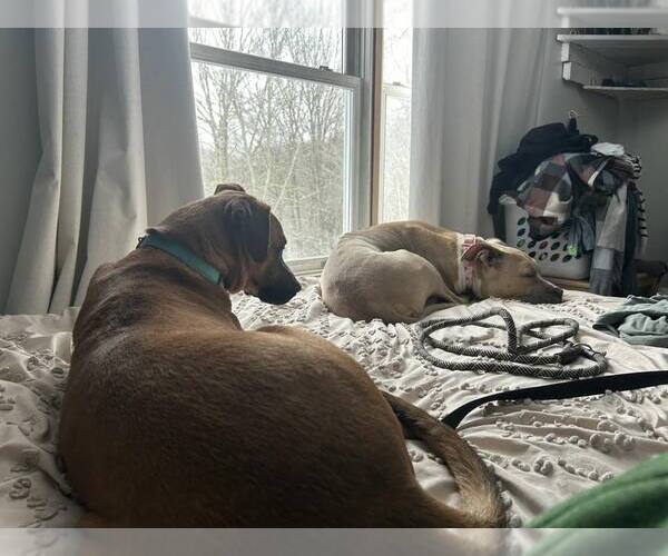 Medium Photo #4 Mutt Puppy For Sale in Woodbury, NY, USA