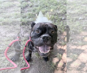 Bulloxer Dogs for adoption in Clarkston, MI, USA