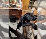 Small Photo #22 Great Dane Puppy For Sale in CANTONMENT, FL, USA