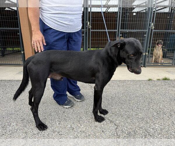 Medium Photo #2 Mutt Puppy For Sale in Imlay City, MI, USA