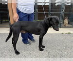 Small #1 Mutt