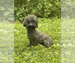 Small #3 Poodle (Miniature)