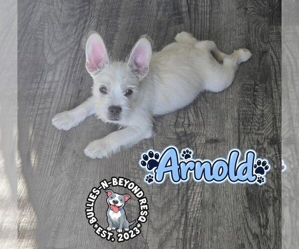 Medium Photo #1 French Bulldog-Miniature Schnauzer Mix Puppy For Sale in Omaha, NE, USA
