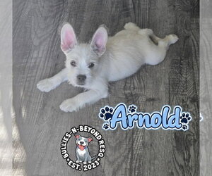 French Bulldog-Miniature Schnauzer Mix Dogs for adoption in Omaha, NE, USA