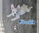 Small French Bulldog-Miniature Schnauzer Mix