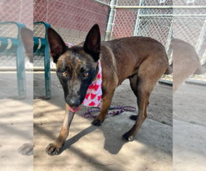 Belgian Malinois Dogs for adoption in ROHNERT PARK, CA, USA