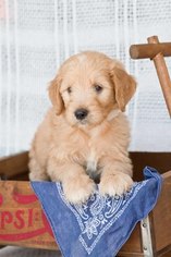 Medium Goldendoodle