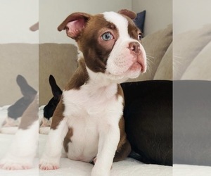 Boston Terrier Puppy for sale in CHARLOTTESVILLE, VA, USA