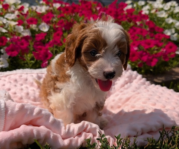 Medium Photo #6 Cavapoo Puppy For Sale in GOSHEN, IN, USA