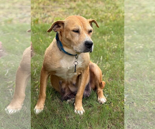 Medium Photo #14 Mountain Cur-Rhodesian Ridgeback Mix Puppy For Sale in Holly Springs, NC, USA