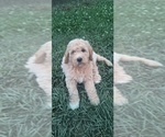 Puppy Pal Goldendoodle