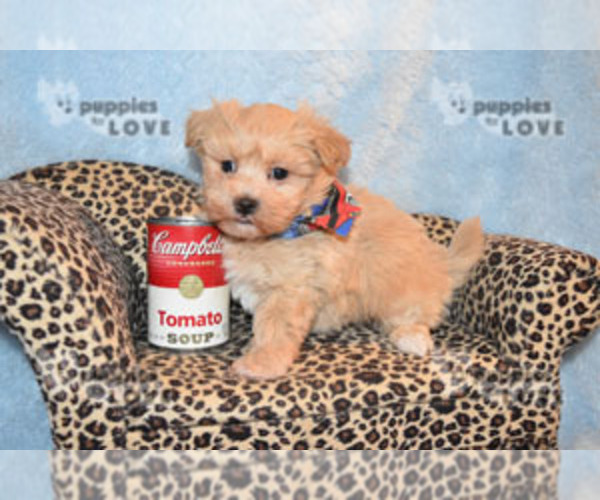 Medium Photo #1 Maltipoo-Poodle (Toy) Mix Puppy For Sale in SANGER, TX, USA