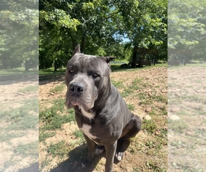 Father of the Cane Corso puppies born on 03/17/2026
