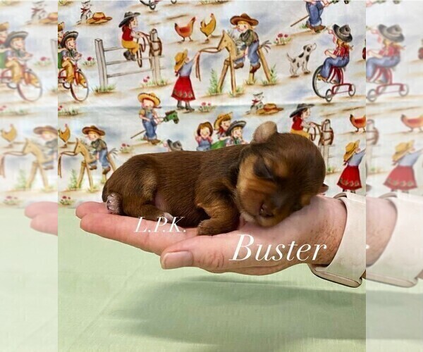 Medium Photo #2 Yorkshire Terrier Puppy For Sale in WINNSBORO, LA, USA