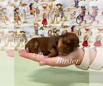 Small #1 Yorkshire Terrier