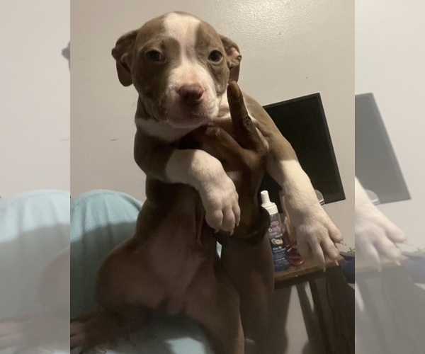 Medium Photo #4 American Bully Puppy For Sale in BUFFALO, NY, USA
