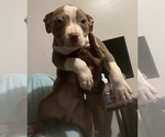 Small Photo #42 American Bully Puppy For Sale in BUFFALO, NY, USA