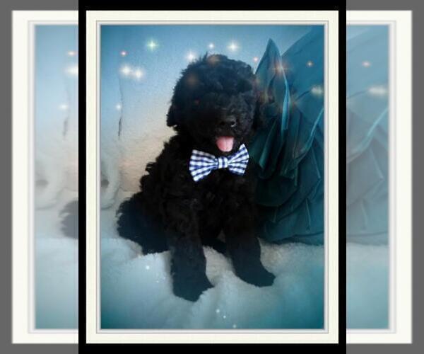 Medium Photo #1 Sheepadoodle Puppy For Sale in RIALTO, CA, USA