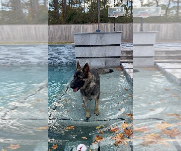 Medium Photo #1 German Shepherd Dog-Unknown Mix Puppy For Sale in The Woodlands, TX, USA