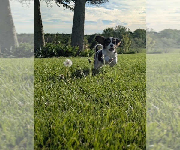 Medium Photo #2 Cavalier King Charles Spaniel Puppy For Sale in SEMPRONIUS, NY, USA