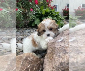 ShihPoo Puppy for sale in CANOGA, NY, USA