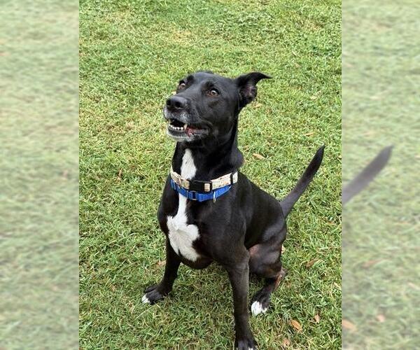 Medium Photo #4 Lab-Pointer Puppy For Sale in Sugar Land, TX, USA