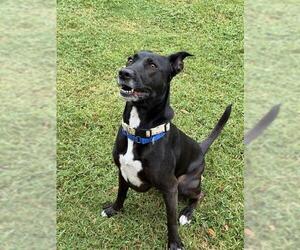 PETUNIA - Female Lab-Pointer Dog for Adoption - Photo #4