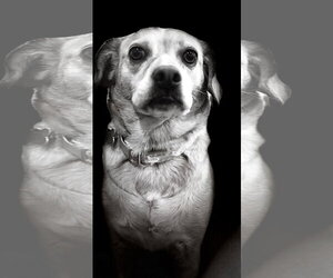 Cheagle Dogs for adoption in San Diego, CA, USA