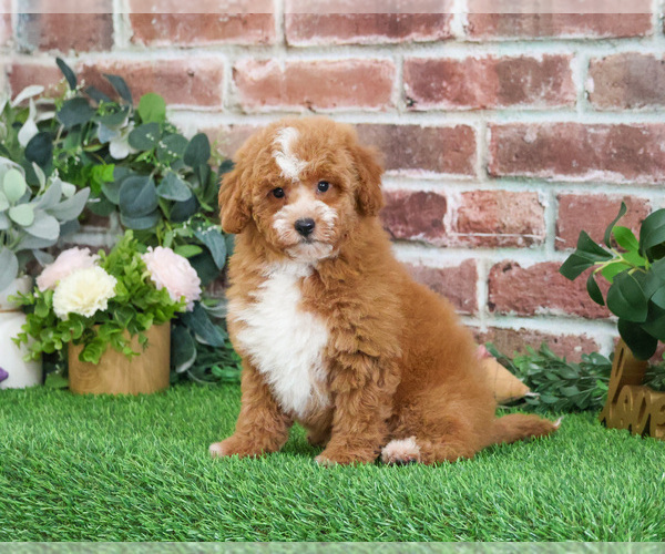 Medium Photo #26 Goldendoodle mix (+ Poodle Miniature) Puppy For Sale in SYRACUSE, IN, USA