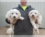 Small Photo #2 Great Pyrenees Puppy For Sale in MOUNTAIN GROVE, MO, USA