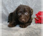 Small Photo #3 Labradoodle Puppy For Sale in FREDERICKSBG, OH, USA