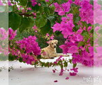 Small #4 Labrador Retriever Mix