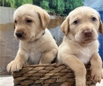 Small #2 Labrador Retriever