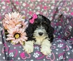 Small Photo #5 Bernedoodle (Miniature) Puppy For Sale in RISING SUN, MD, USA