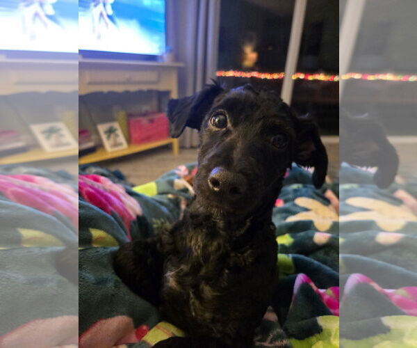 Medium Photo #1 Mutt Puppy For Sale in Fort Wayne, IN, USA