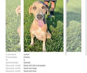 Mutt Dogs for adoption in Crystal, MN, USA