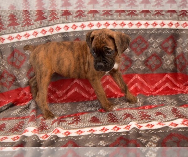 Medium Photo #28 Boxer Puppy For Sale in CHILHOWEE, MO, USA