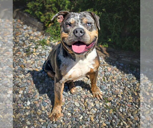 Medium Photo #2 Bulldog Puppy For Sale in Albuquerque, NM, USA