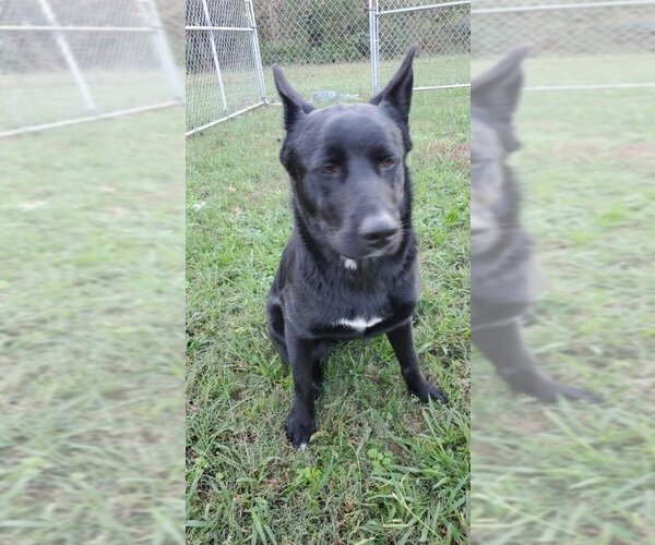 Medium Photo #9 German Shepherd Dog-Huskies  Mix Puppy For Sale in Winston Salem, NC, USA