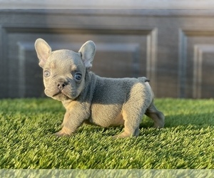 French Bulldog Puppy for sale in NORTH HILLS, CA, USA