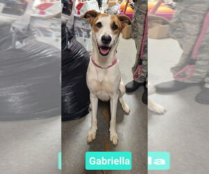 Gabriella - Female Retriever -Unknown Mix Dog for Adoption - Photo #3