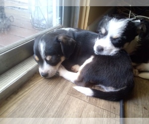 Chihuahua-Parson Russell Terrier Mix Dogs for adoption in PHOENIX, AZ, USA
