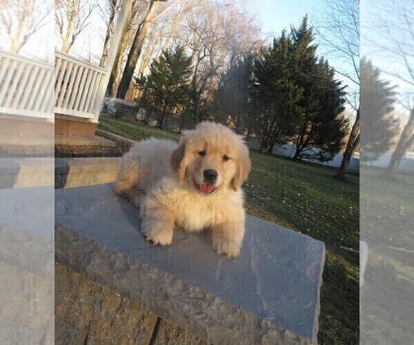 Medium Photo #13 Golden Retriever Puppy For Sale in MECHANICSVILLE, MD, USA