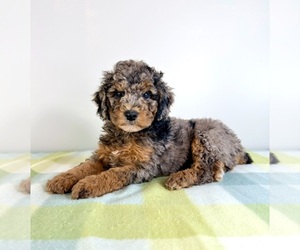 Bernedoodle (Miniature) Puppy for sale in GREENFIELD, IN, USA