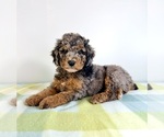 Small Bernedoodle (Miniature)